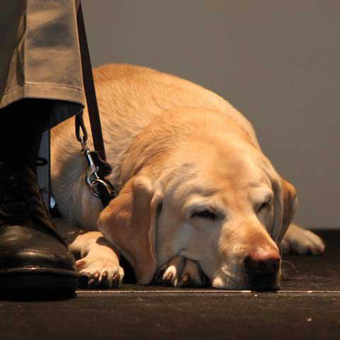 Guide dog napping at conference